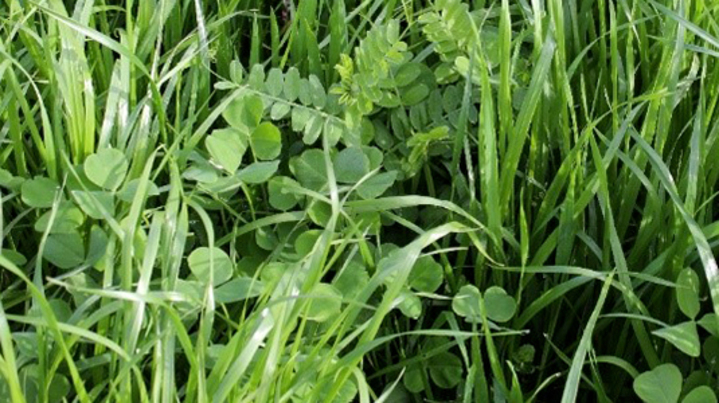 Tips for a successful grass-clover meadow