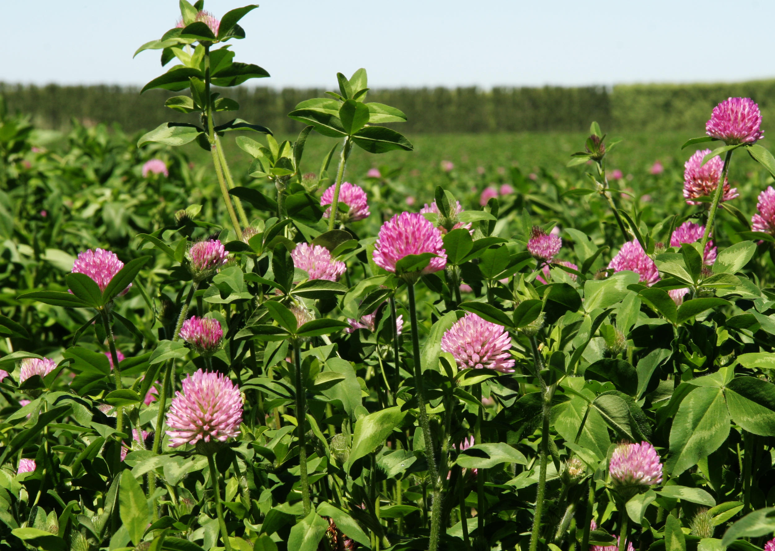 Reduce the cost of milk by 1 eurocent with clover