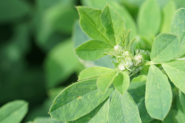 Czas na lucernę. Kiedy najlepiej kosić?