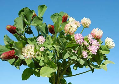 Planujesz wiosenne podsiewy użytków zielonych i lucerników?