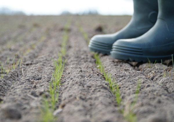 Siew trawy w marcu i piękny start lucerny.