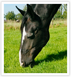 Laag fructaangehalte