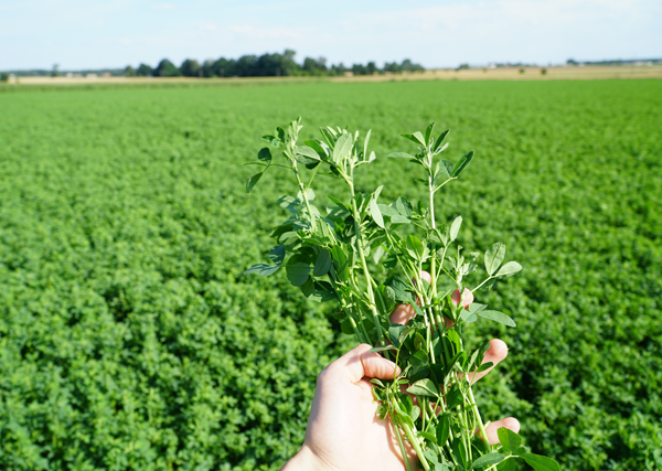 3 x TAK! Plon + Białko bez GMO + Dopłaty