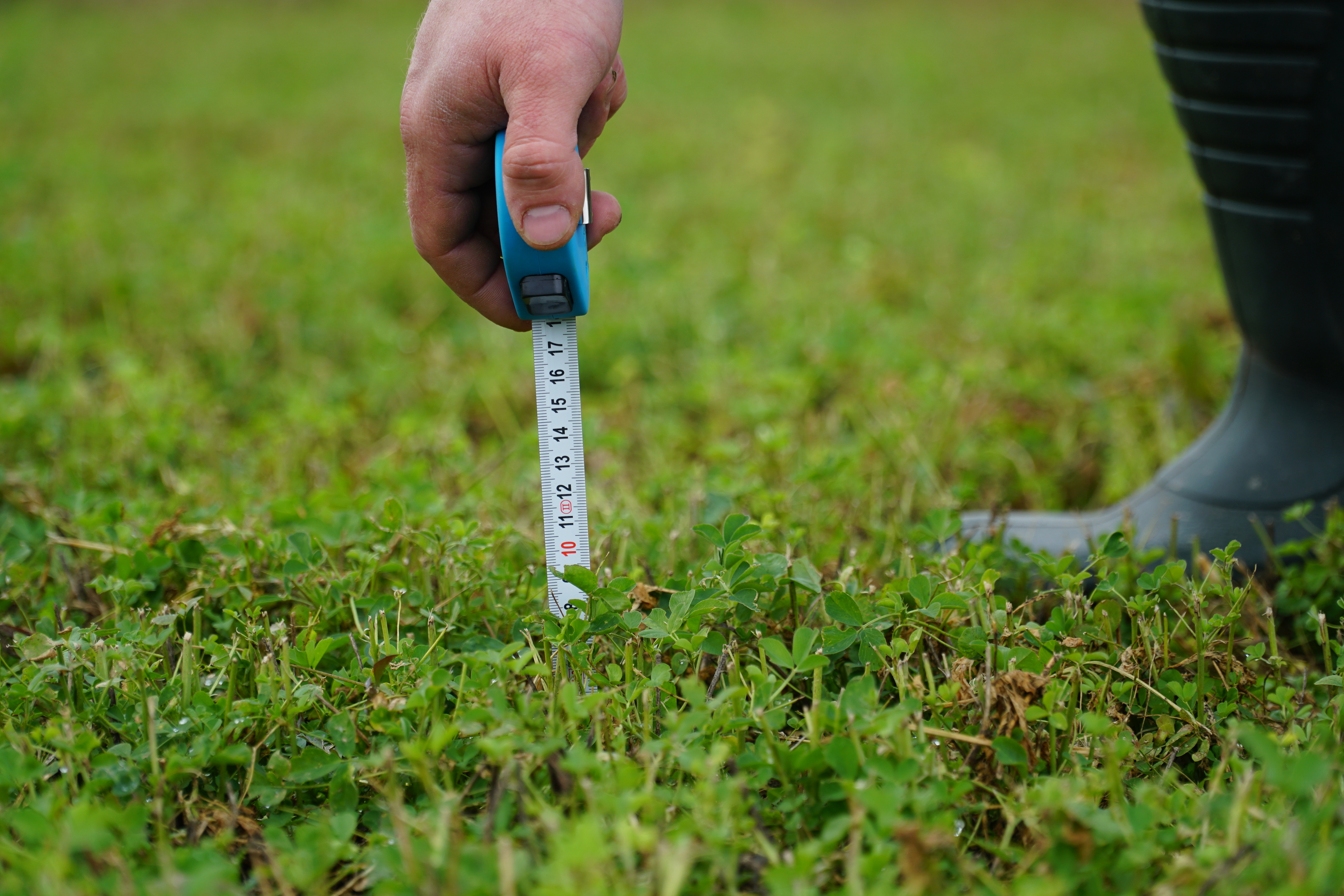 Jak skosić lucernę przed zimą?