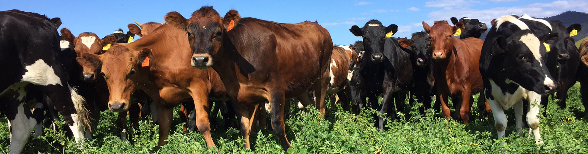 PH_Barenbrug_Lucerne_Cows!
						