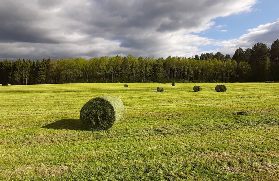 Zbior traw  z Barenbrug- relacja 2020