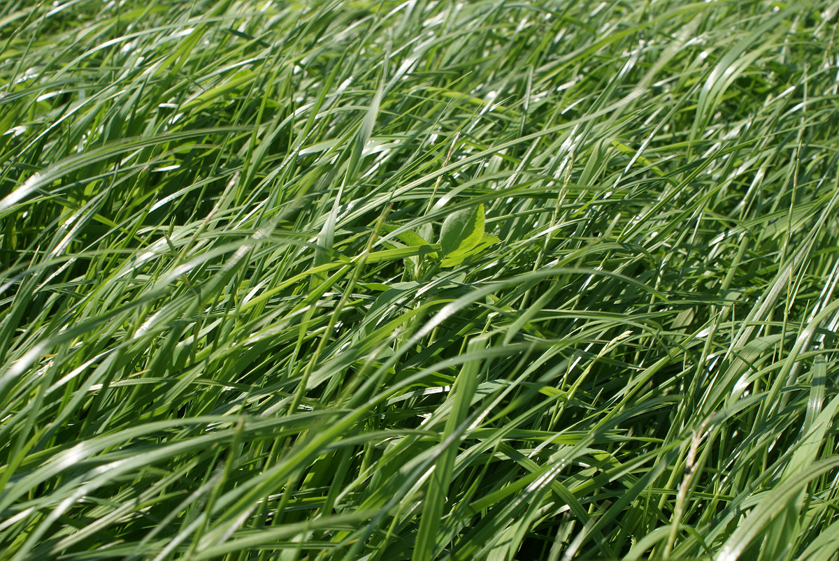 Wiosenny przegląd łąk