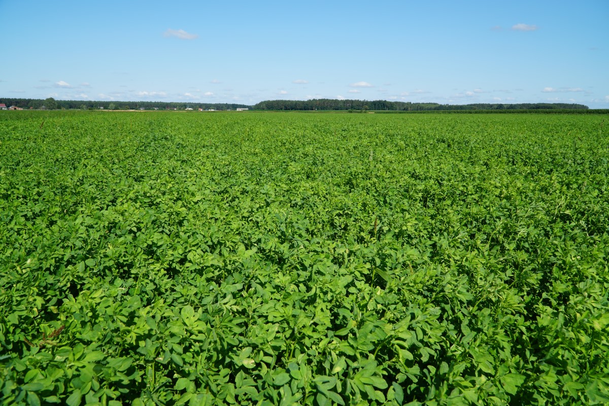 5 rzeczy, które powinieneś wiedzieć o lucernie