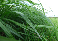 NutriFibre- Wprowadzenie nowej Technologii