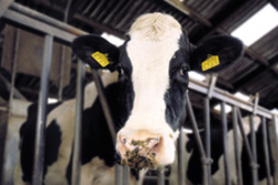 Maksymalne plony traw na gruntach ornych.