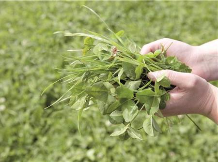 Clover increases protein content and grass yield