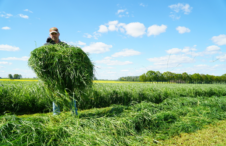 Koszenie trawy BARENBRUG  - Siew bezorkowy po kukurydzy