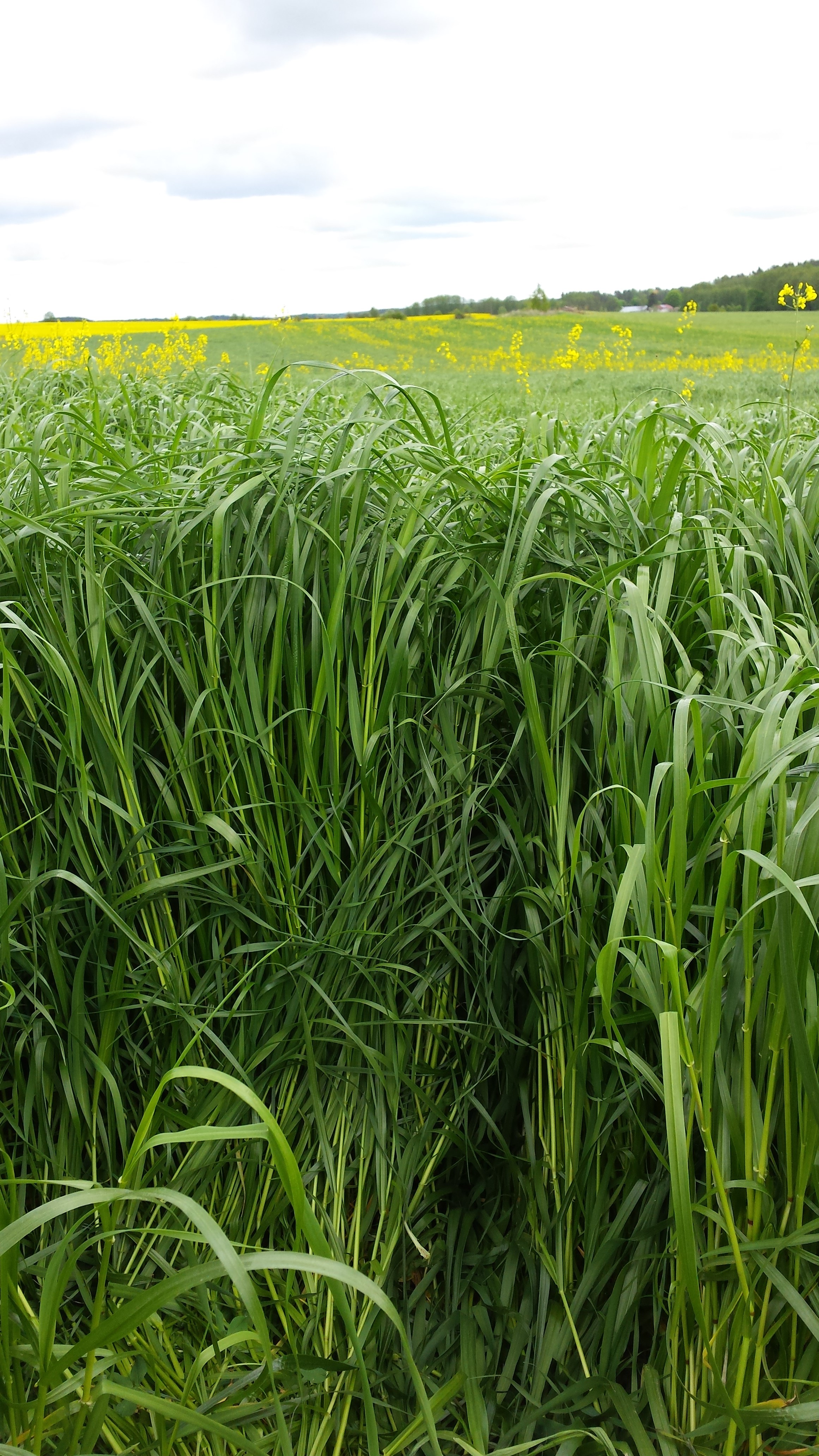 Mieszanka BG-1 Milkway Sprint - video