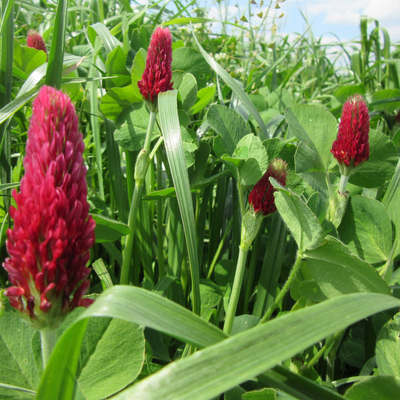 Szybki plon, duży zysk!