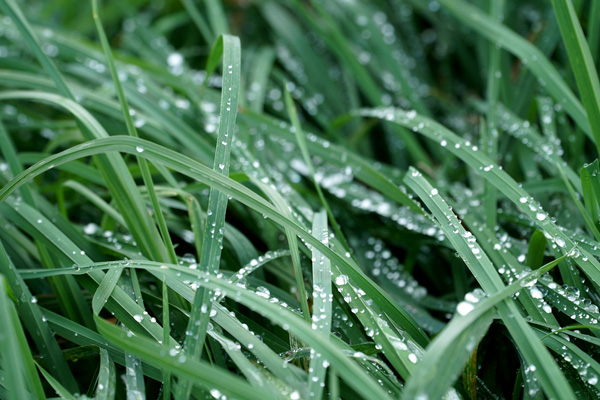 Polskie gospodarstwa stawiają na poplon.