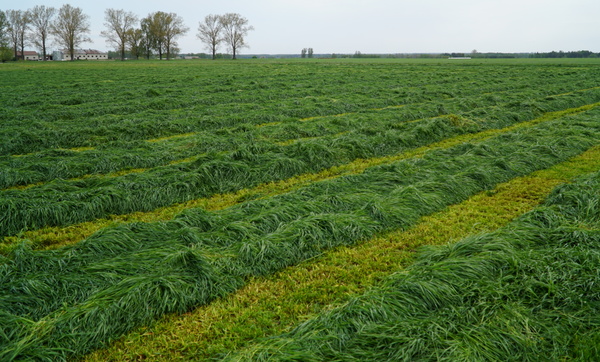 Trzeci zbiór POPLONU Barenbrug - Mieszanka Poplonowa B&G 13 Poplon