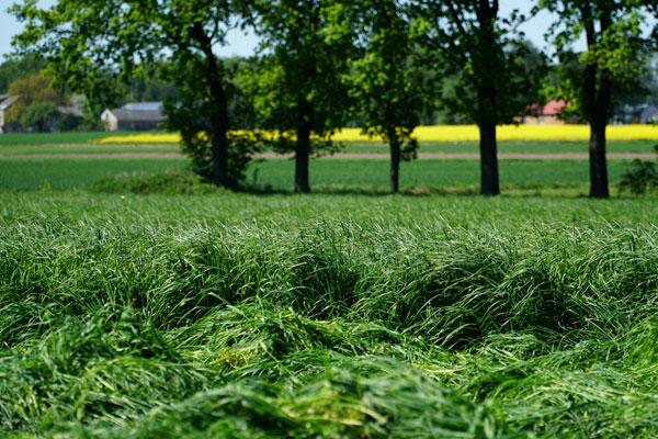 Dlaczego rolnicy sieją trawy jesienią?