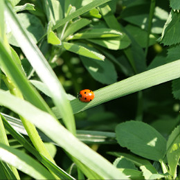 Lucerna i jej znaczenie w żywieniu bydła mlecznego.