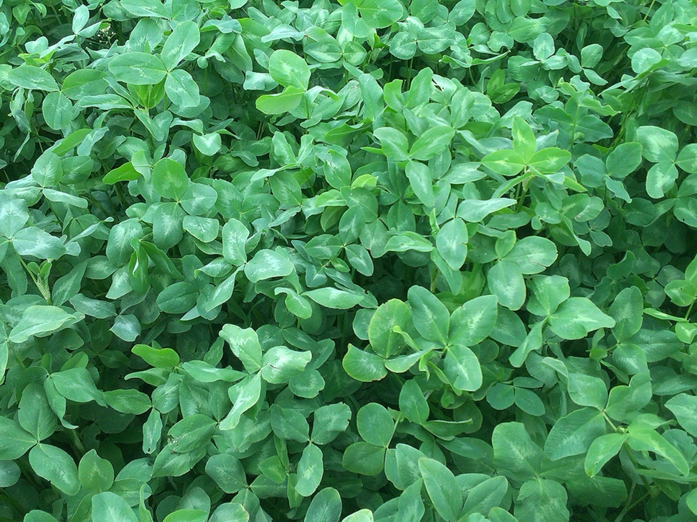 Koniczyna czerwona - cenna roślina pastewna.