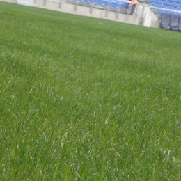 Czy wiesz, że niektóre mieszanki traw są wysiewane zimą?