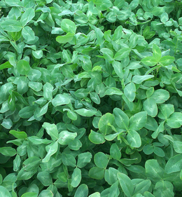 Charakterystyka roślin motylkwych