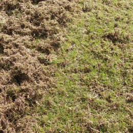 Aeracja, wertykulacja, piaskowanie - co to?