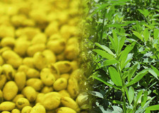 Potrójny zysk z jednego pola - to proste!