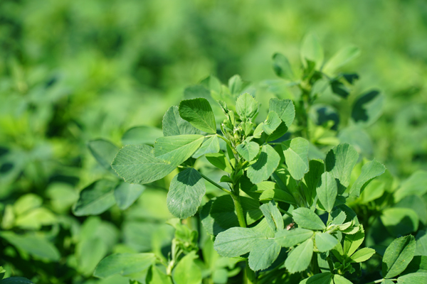 LUCERNA – więcej korzyści dla Ciebie i Twojego pola!