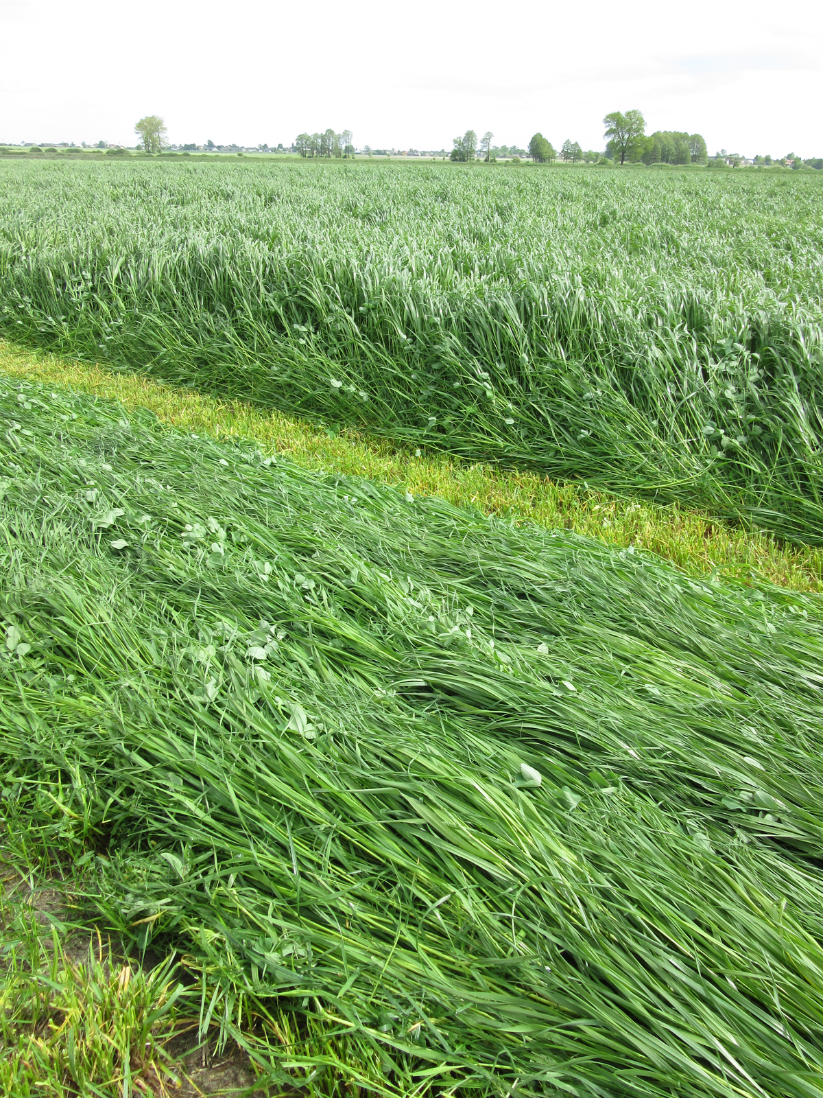 Pierwsze pokosy 2015