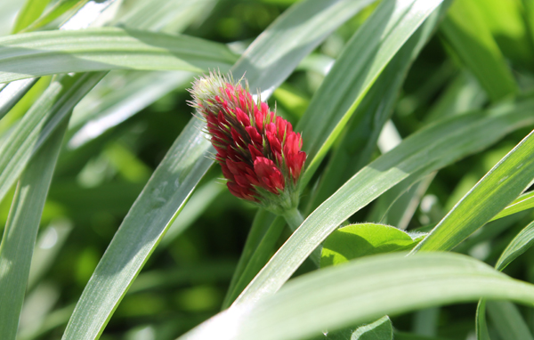 Mieszanka poplonowa - sposób na brak sianokiszonki