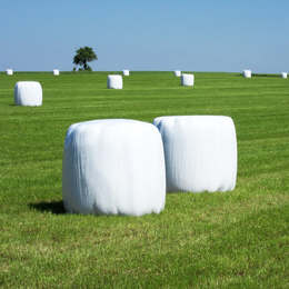 Jesienne zasiewy. Uzupełnij brak sianokiszonki.