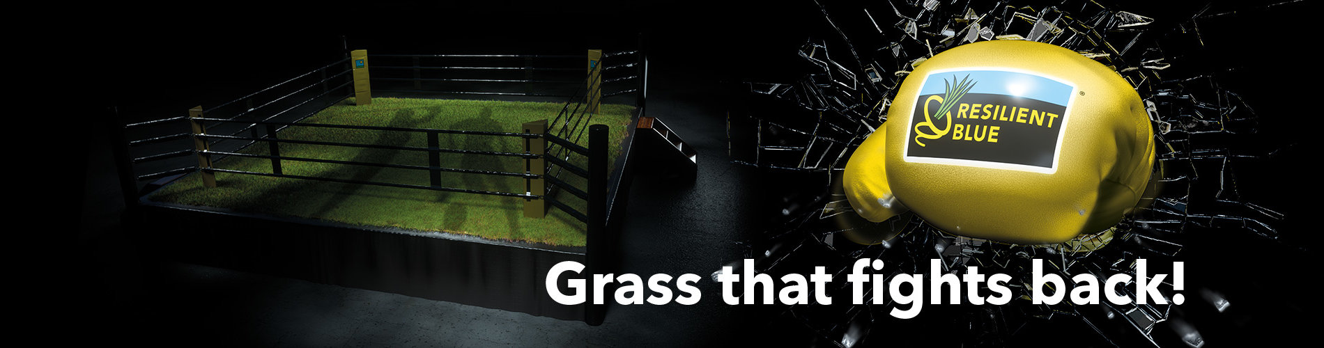 Resilient-Blue-Grass-that-fights-back HEADER-Turf-ResilientBlue-500p-2024!