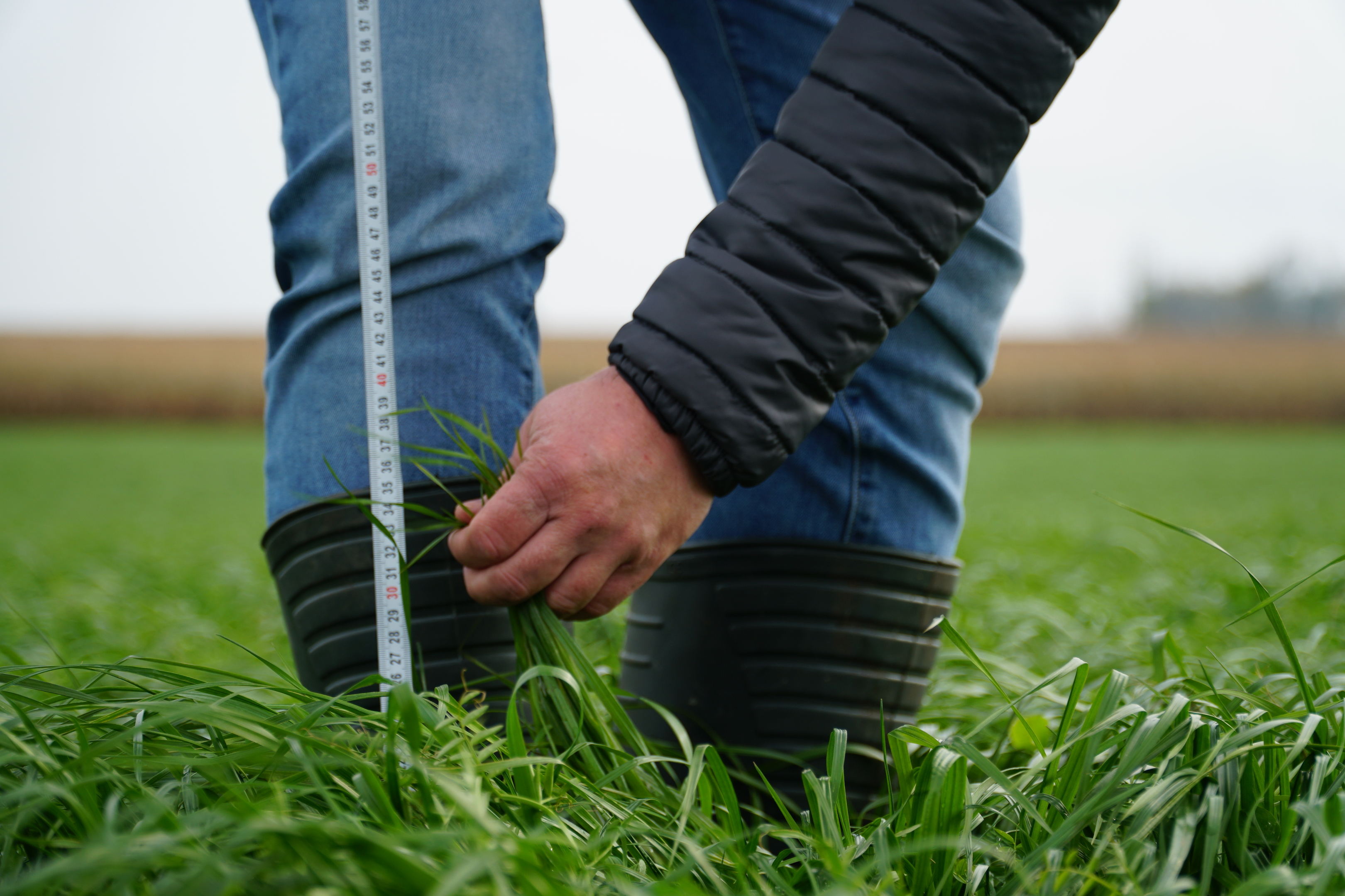 Tuż przed pierwszym pokosem Poplonu- październik 2021