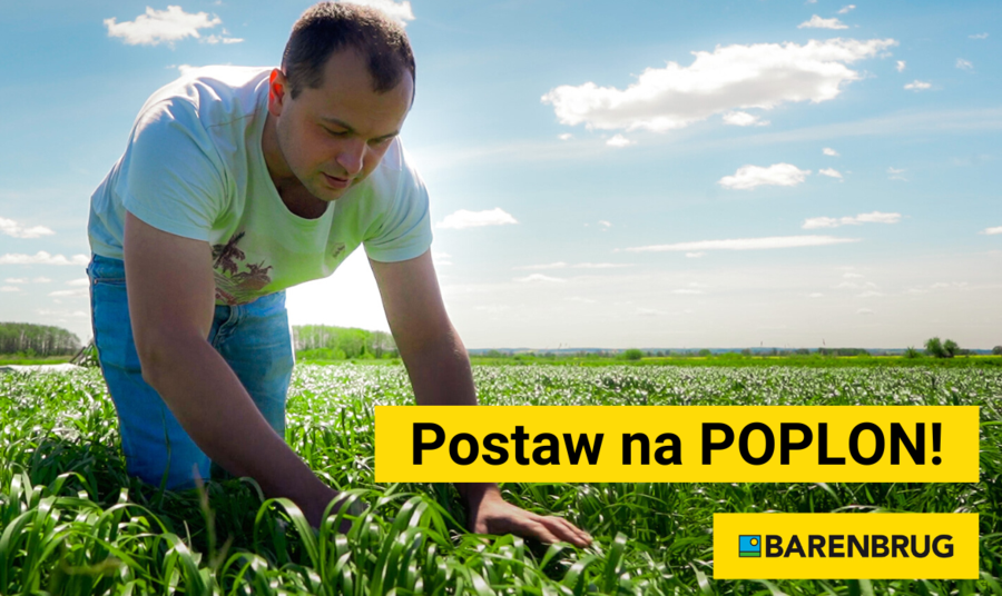 POPLONY czyli jak zadbać o żyzność gleby i zabezpieczyć paszę dla krów