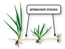RPR - Determinate stolons