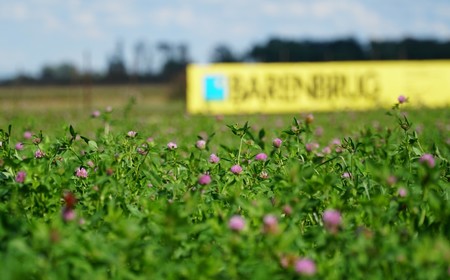Koniczyna czerwona czy biała? Poznaj najważniejsze różnice.