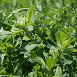 Technologia uprawy lucerny