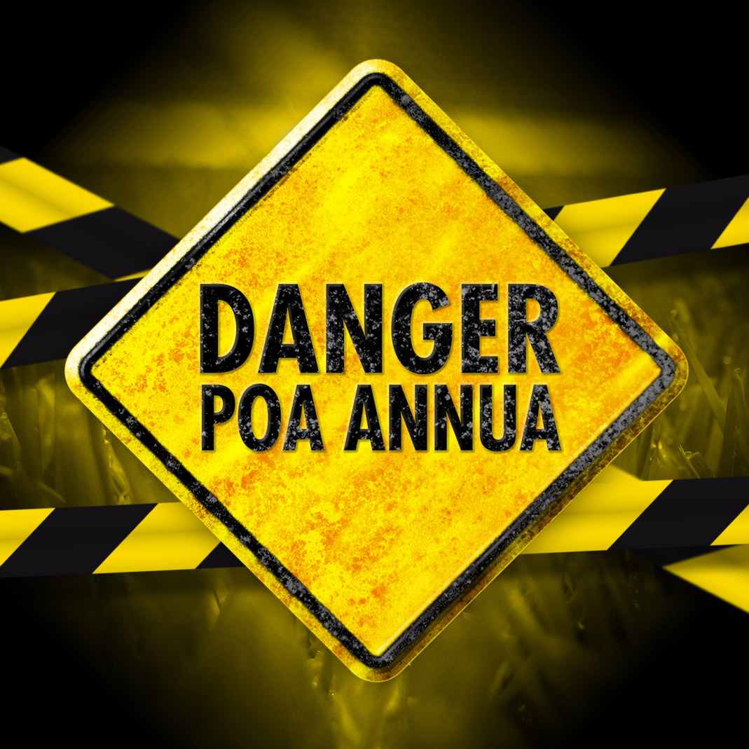 Danger Poa annua