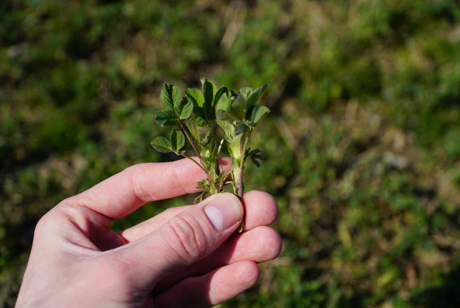 Lucerna wystartowała w początkach marca