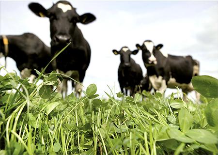 clover_meadow_8_CMYK!
						