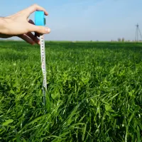 Polskie gospodarstwa stawiają na poplon.