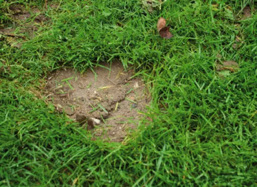 Visual_Najaarsdoorzaai_Kale_plekken