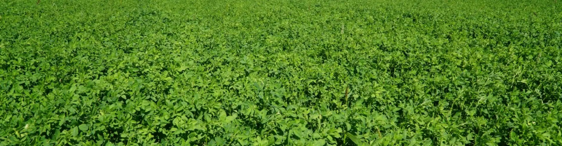 Lucerna daje wyrównany plon przez cały sezon