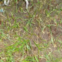 Mieszanki traw są wysiewane zimą. Jak to wygląda w praktyce?