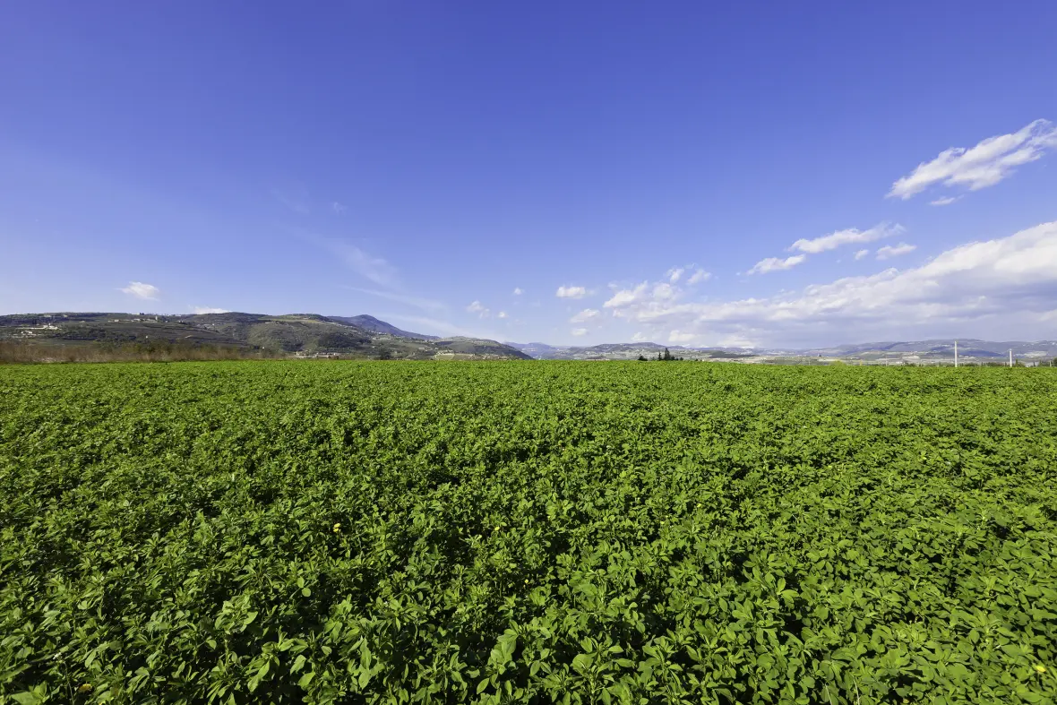 HEAD_Lucerne_varieties