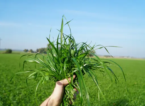 BG-13 6 tygodni po siewie 2