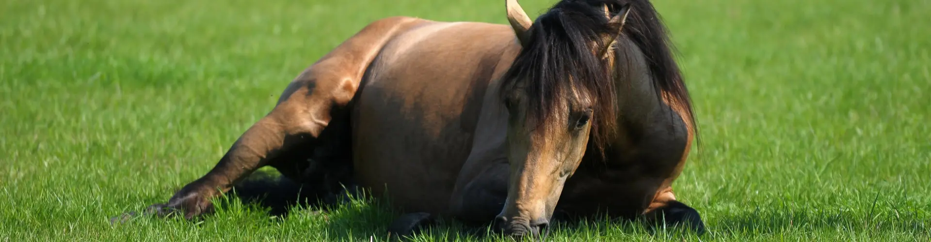 head_horse_grass_versus_cow_grass