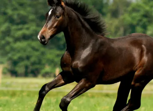 header_fructaangehalte-small