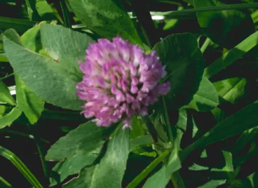 head_challenge-small