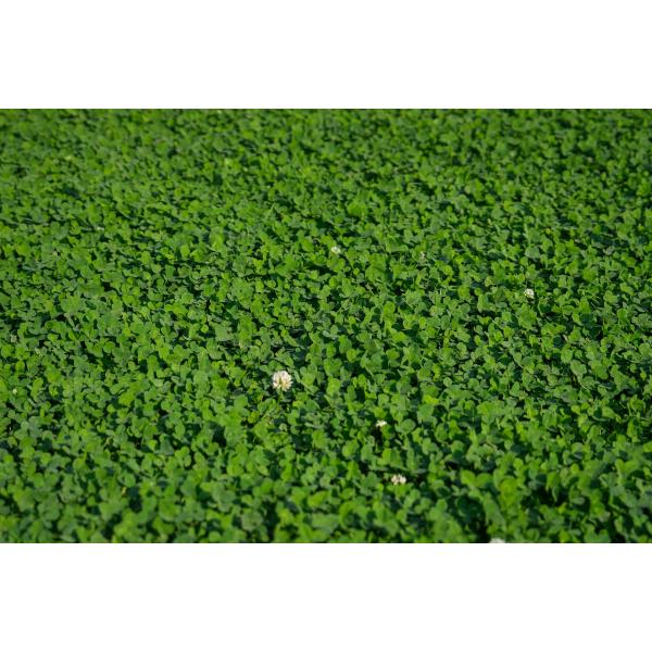LAWN CLOVER